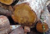 Wood Suppliers – විනොද් ලී මොල