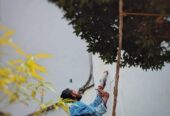 Painting – පින්තාරු කිරීම