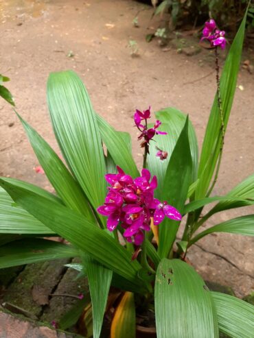 Kaveesha Garden Service – කවීෂා ගාර්ඩන් සර්විස්