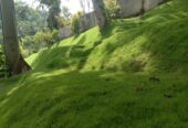Sisira landscape Kandy