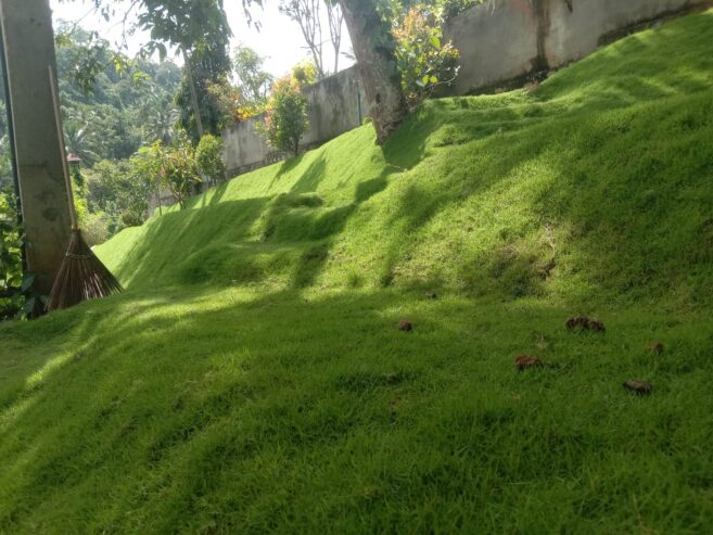 Sisira landscape Kandy