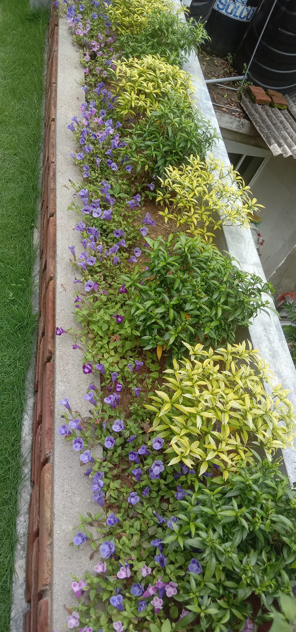 Sisira landscape Kandy