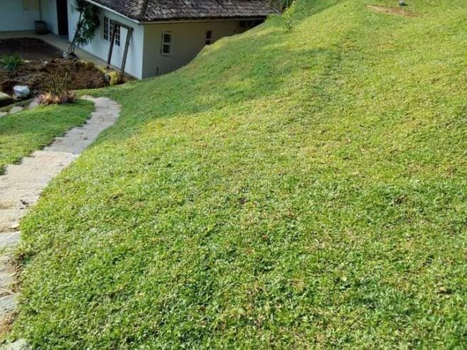Dilki Landscaping