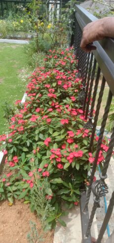Sisira landscape Kandy