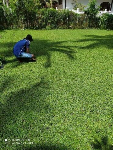 Landscaping – උද්‍යාන අලංකරණය