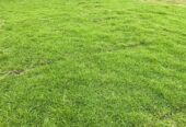 Landscaping – උද්‍යාන අලංකරණය