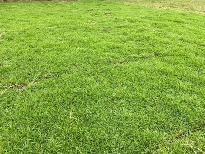 Landscaping – උද්‍යාන අලංකරණය