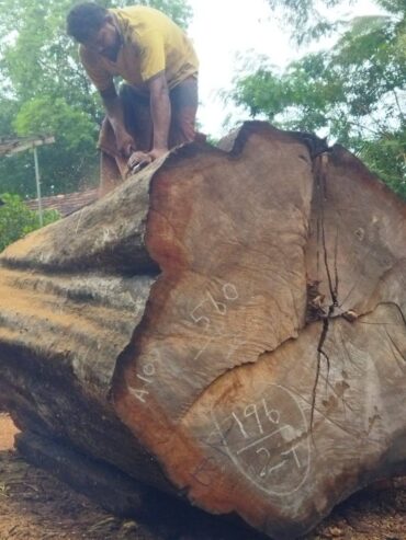Pathum Wood Supliers – පැතුම් දැව සැපයුම්