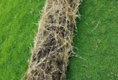 Landscaping – උද්‍යාන අලංකරණය